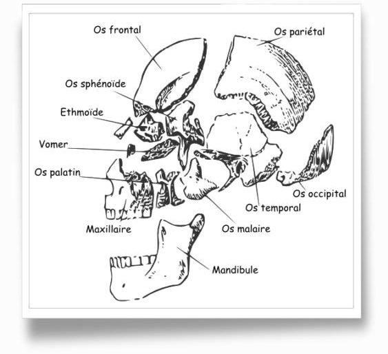 app-cranienne-01