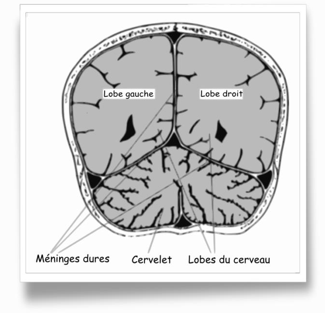 app-cranienne-02