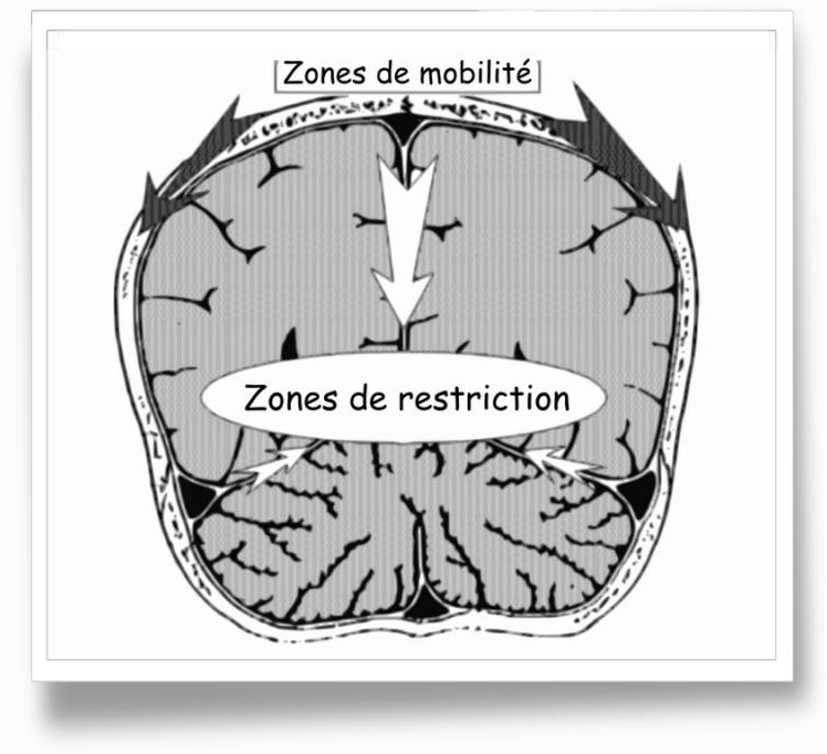 app-cranienne-03